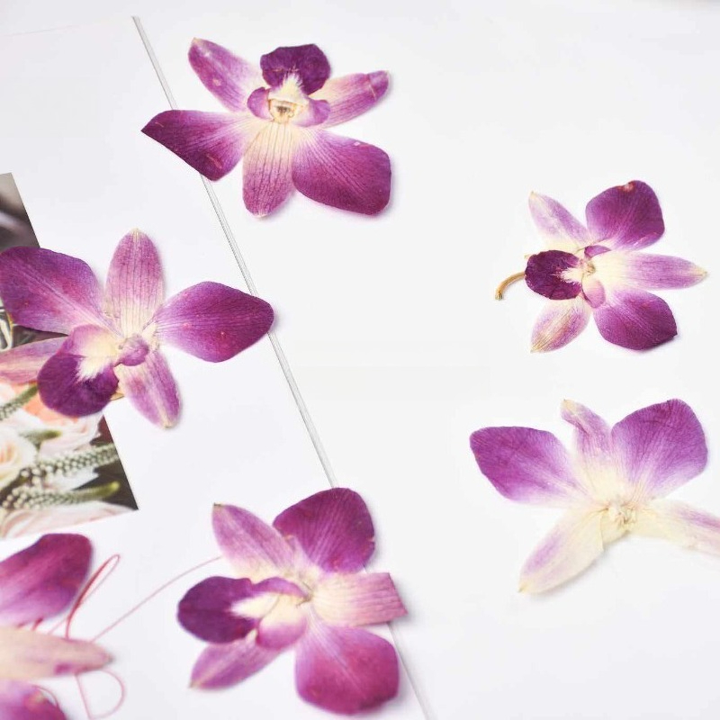 4pcs,Real Pressed Butterfly Or - Art Craft Website 评论和价格