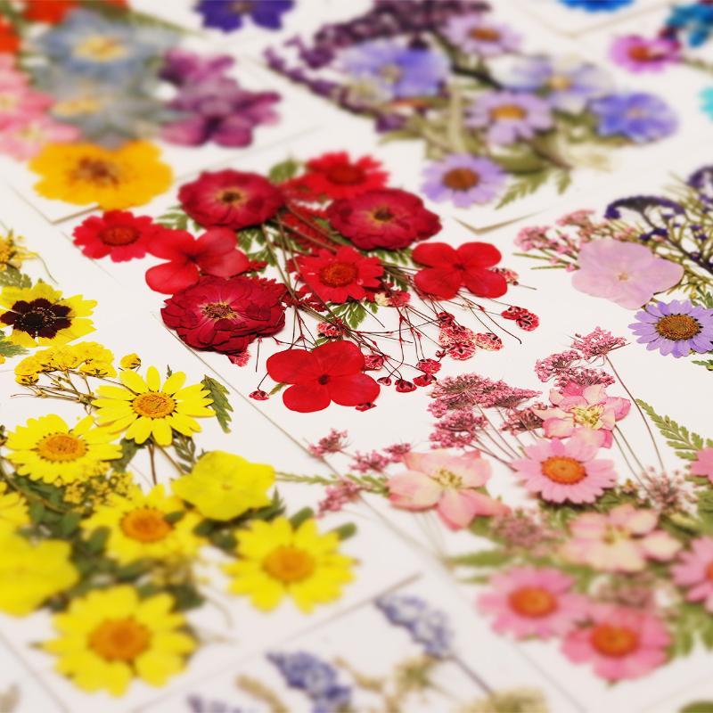 Real Natural Pressed Dried Pla - Art Craft Flower Making 评论和价格