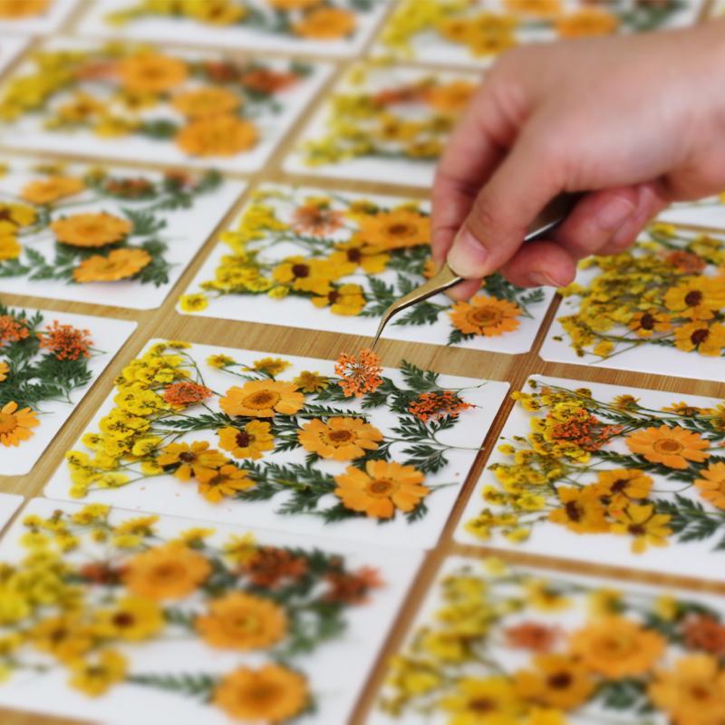 Real Natural Pressed Dried Pla - Art Craft Flower Making 评论和价格