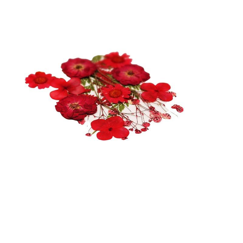 Real Natural Pressed Dried Pla - Art Craft Flower Making 评论和价格